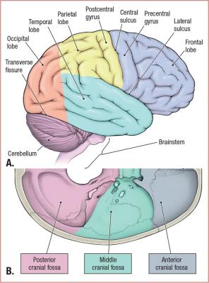 thumbs/Brain in Relation to Cranial Fossa.jpeg.jpg